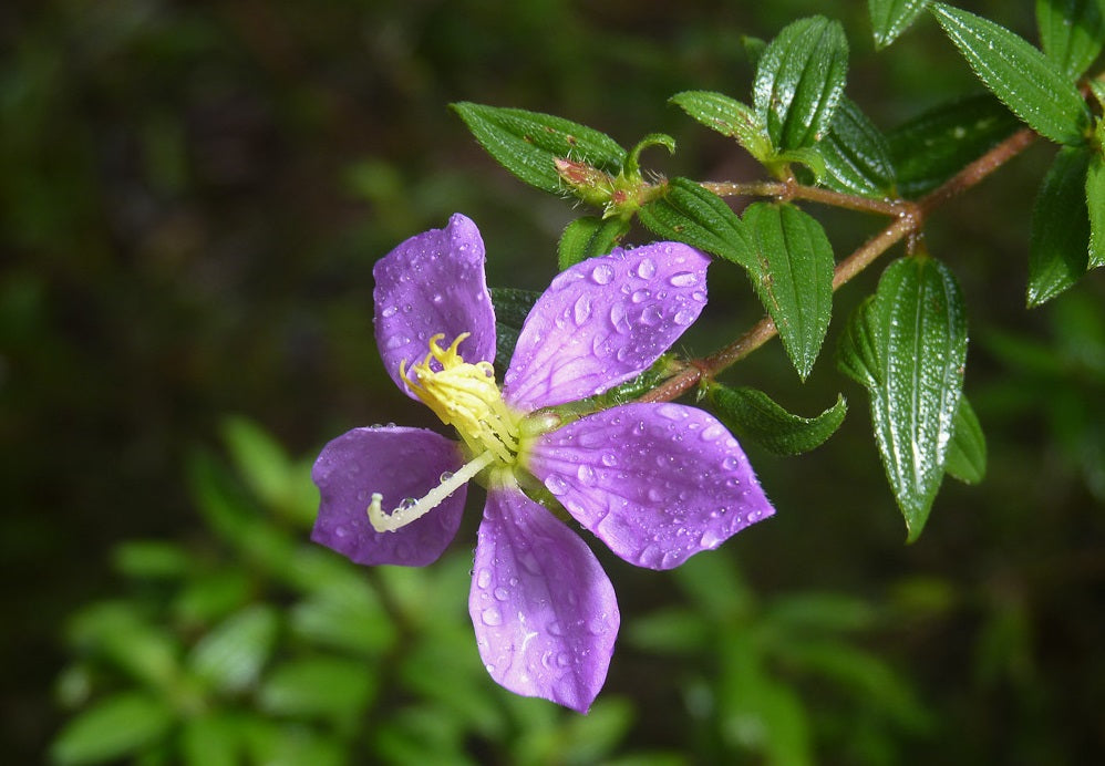 The plant Heen Bovitiya belongs to Melastomataceae family and has a long history as a Herbal plant used in traditional medicine to treat various liver diseases in Sri Lanka