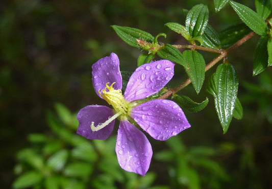 The plant Heen Bovitiya belongs to Melastomataceae family and has a long history as a Herbal plant used in traditional medicine to treat various liver diseases in Sri Lanka