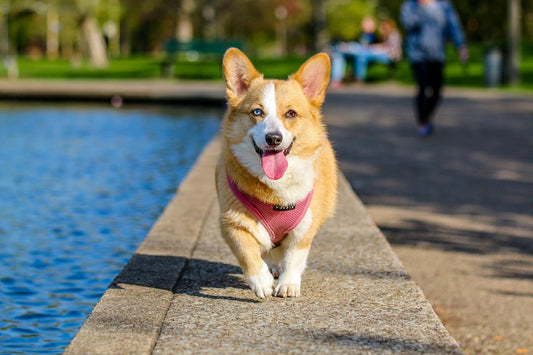 Male Corgi Dog Names