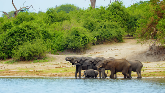 herd of african elephants drinking water 