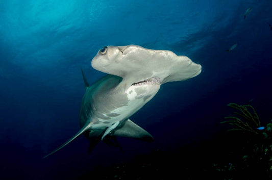 Why are Hammerhead Sharks Like That