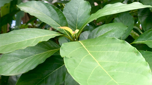 Health Benefits of Avocado Leaf