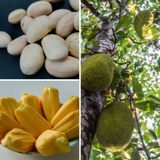 jackfruit seeds	