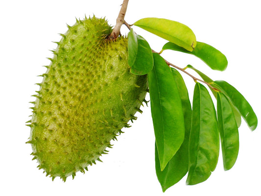 50 Dried Graviola Leaf (Soursop) Annona Muricata Premium Quality