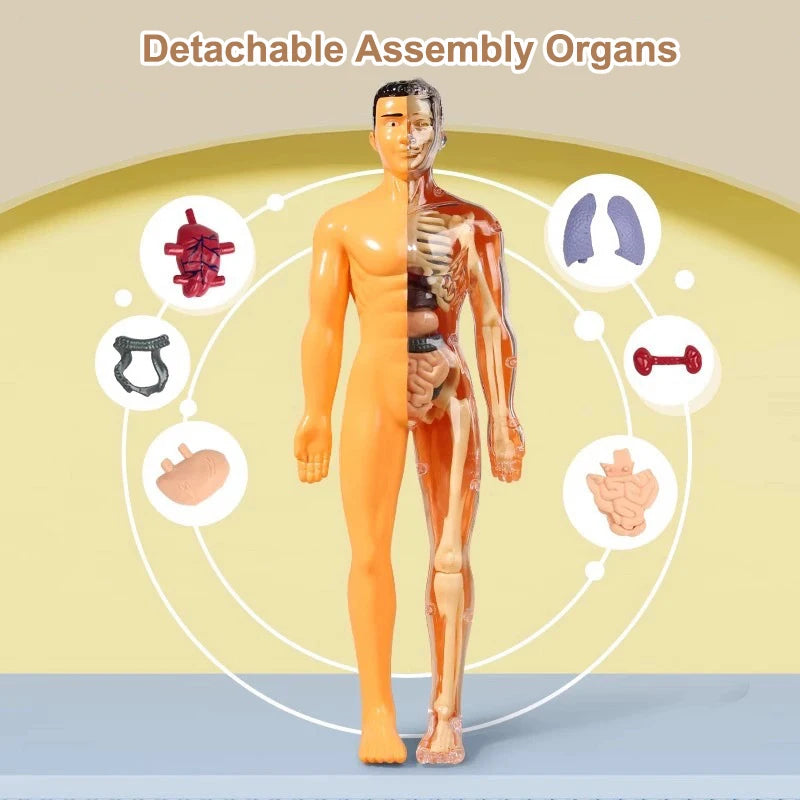 Anatomical model of a human body with detachable organs on a beige background