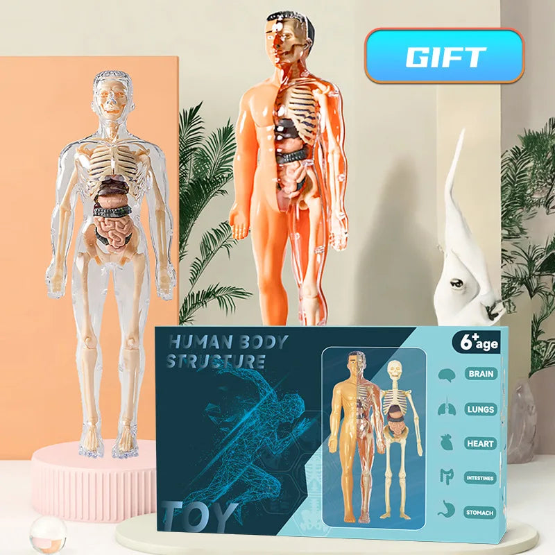 Anatomical model of a human body with internal organs, packaging, and 'GIFT' label on a neutral background.