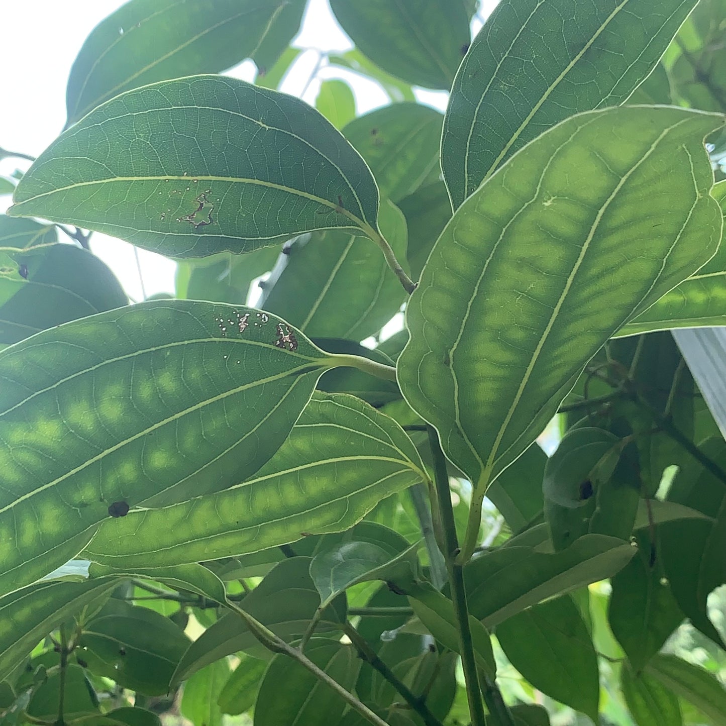 Sun Dried Cinnamon Leaves 100% Pure and Organic