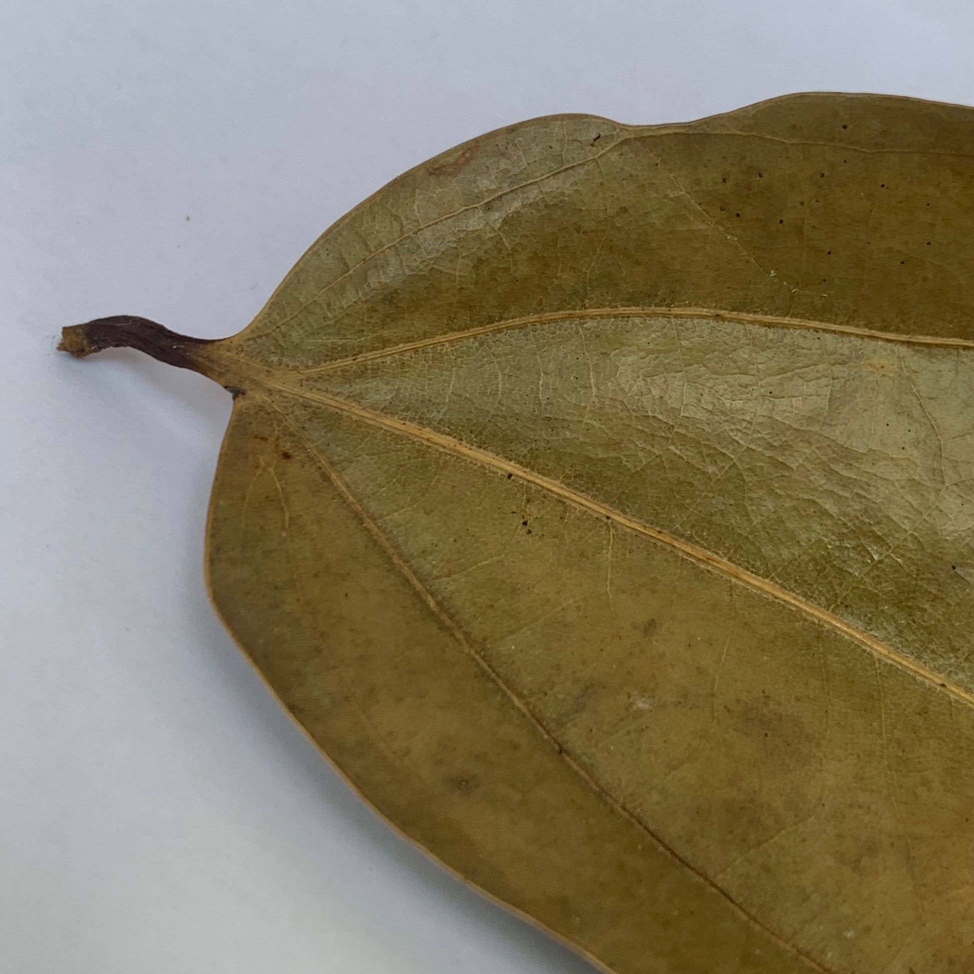 cinnamon tree leaves benefits	