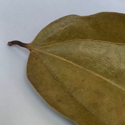 cinnamon tree leaves benefits	