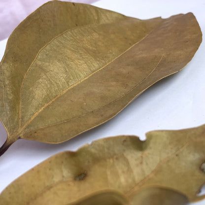 Sun Dried Cinnamon Leaves 100% Pure and Organic
