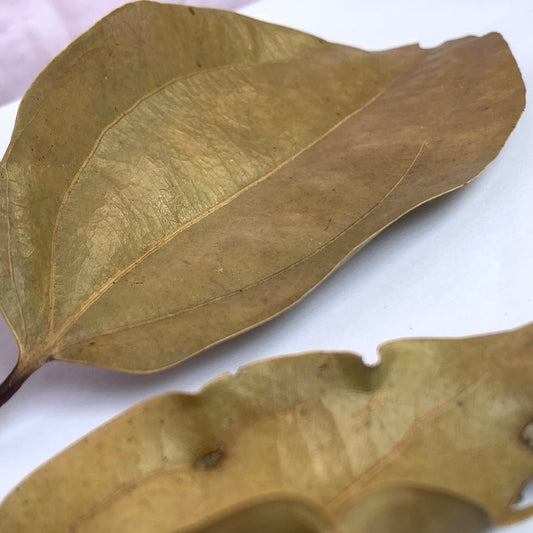 Sun Dried Cinnamon Leaves 100% Pure and Organic