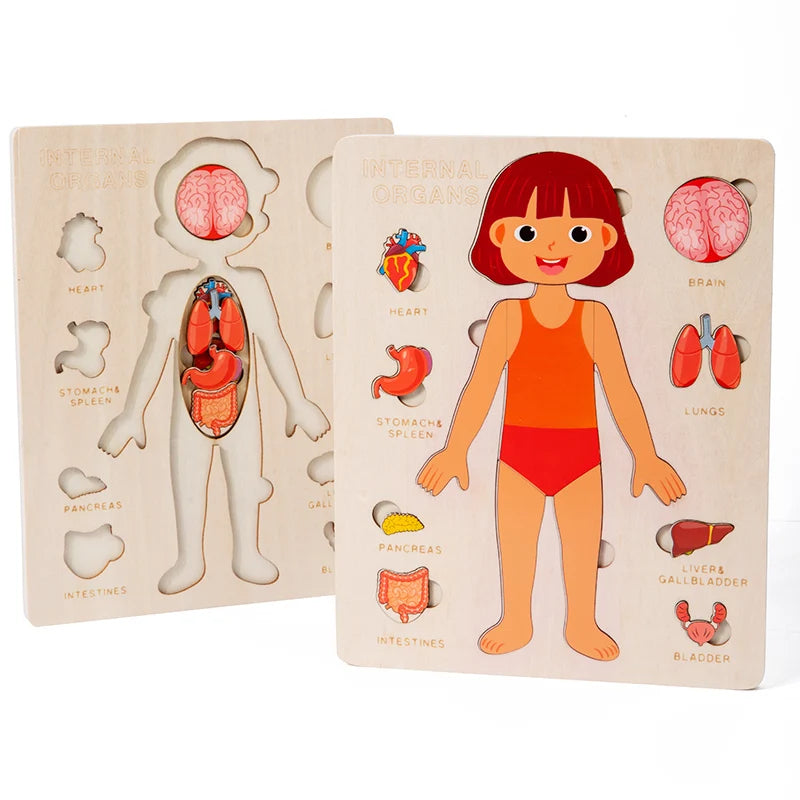 Montessori Human Body Organ Puzzle for kids 3–6Y. Sensory science toy made of solid wood with non-toxic water paint. Fun way to learn body organs safely.