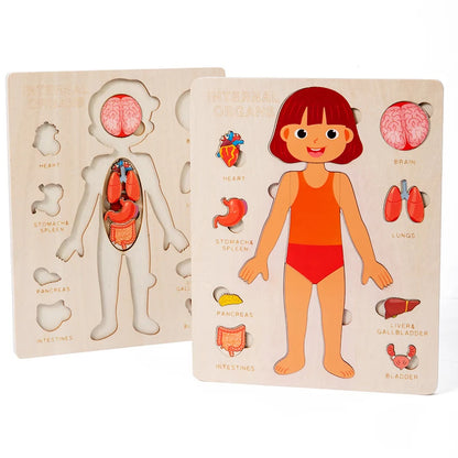 Montessori Human Body Organ Puzzle for kids 3–6Y. Sensory science toy made of solid wood with non-toxic water paint. Fun way to learn body organs safely.