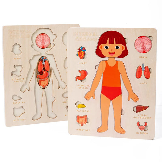 Montessori Human Body Organ Puzzle for kids 3–6Y. Sensory science toy made of solid wood with non-toxic water paint. Fun way to learn body organs safely.