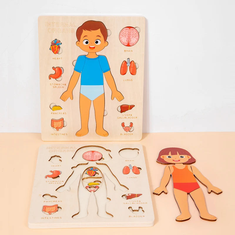 Wooden anatomy puzzle of a boy with labeled body parts on a beige background