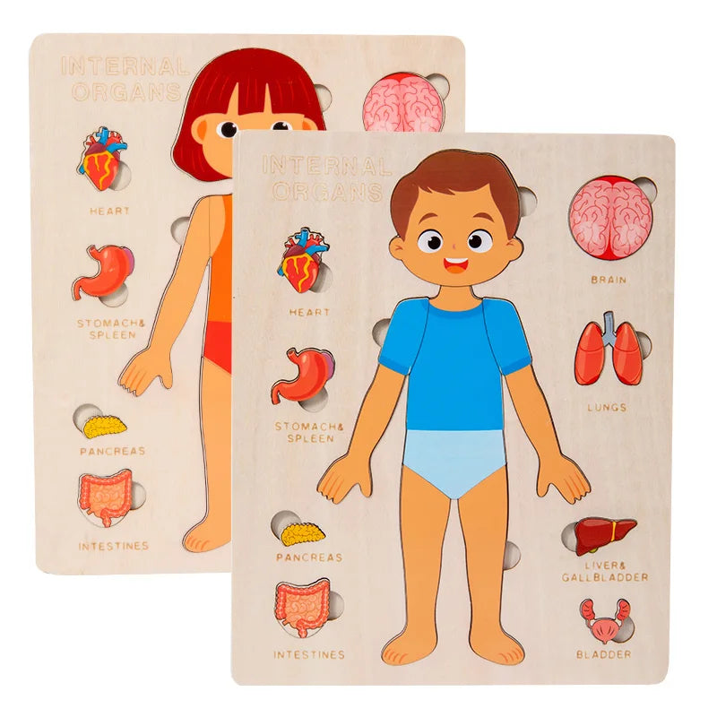 Montessori Human Body Organ Puzzle for kids 3–6Y. Sensory science toy made of solid wood with non-toxic water paint. Fun way to learn body organs safely.
