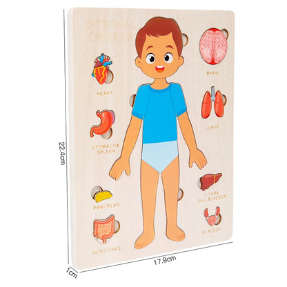 Educational puzzle of a human body with labeled organs on a beige background