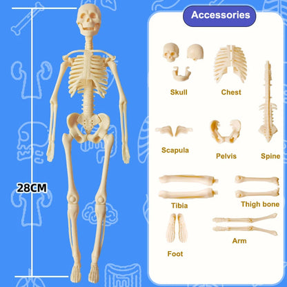 Skeletal model with labeled parts on a blue background