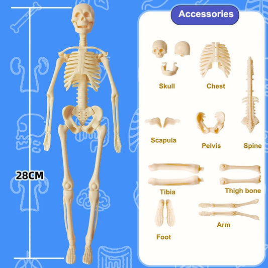 Skeletal model with labeled parts on a blue background