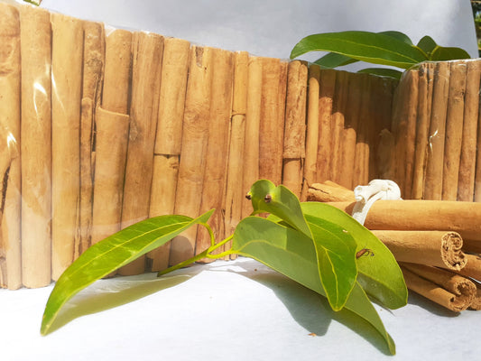 100% pure Ceylon alba cinnamon sticks Canela Sri lanka