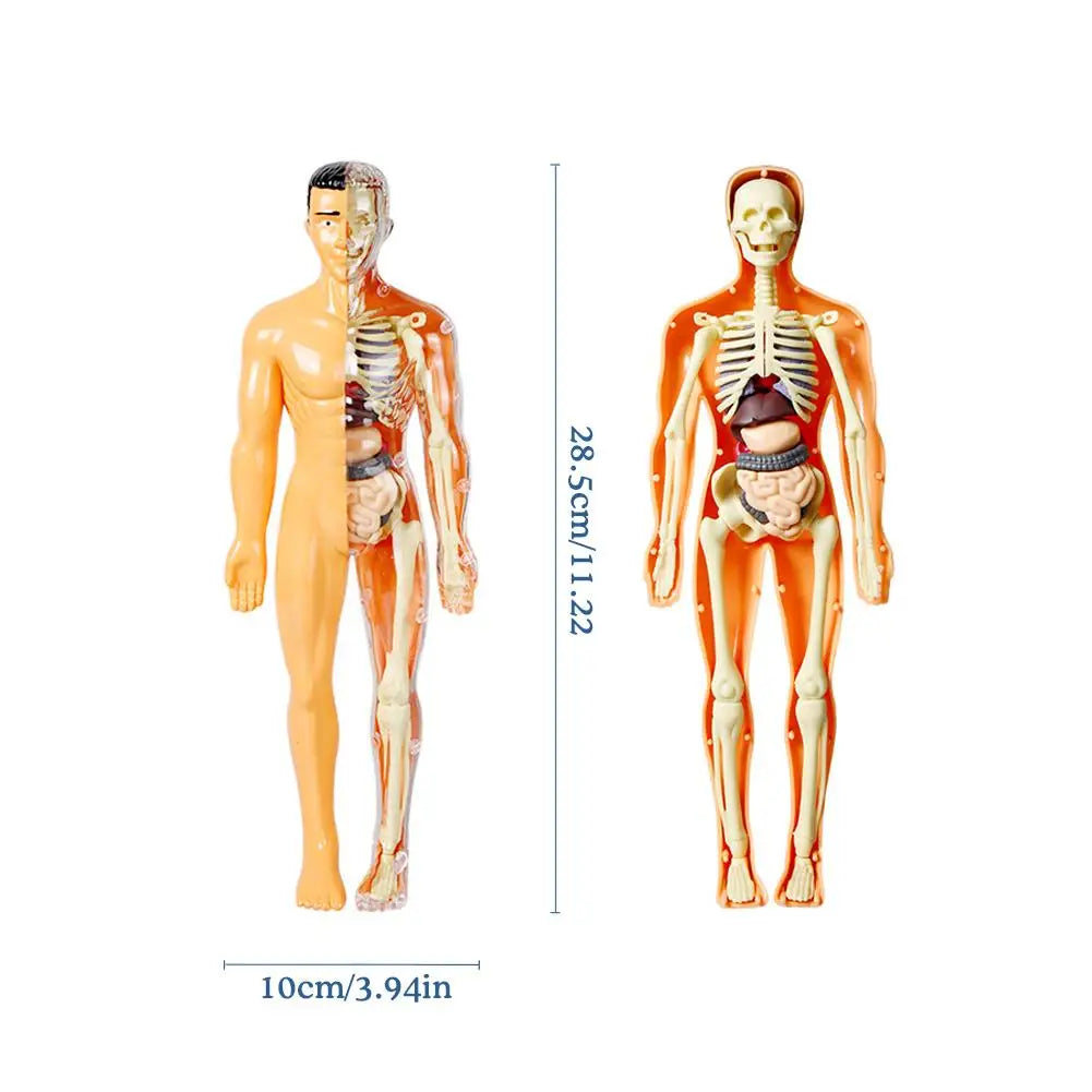 Human Organ Anatomy Skeletal System