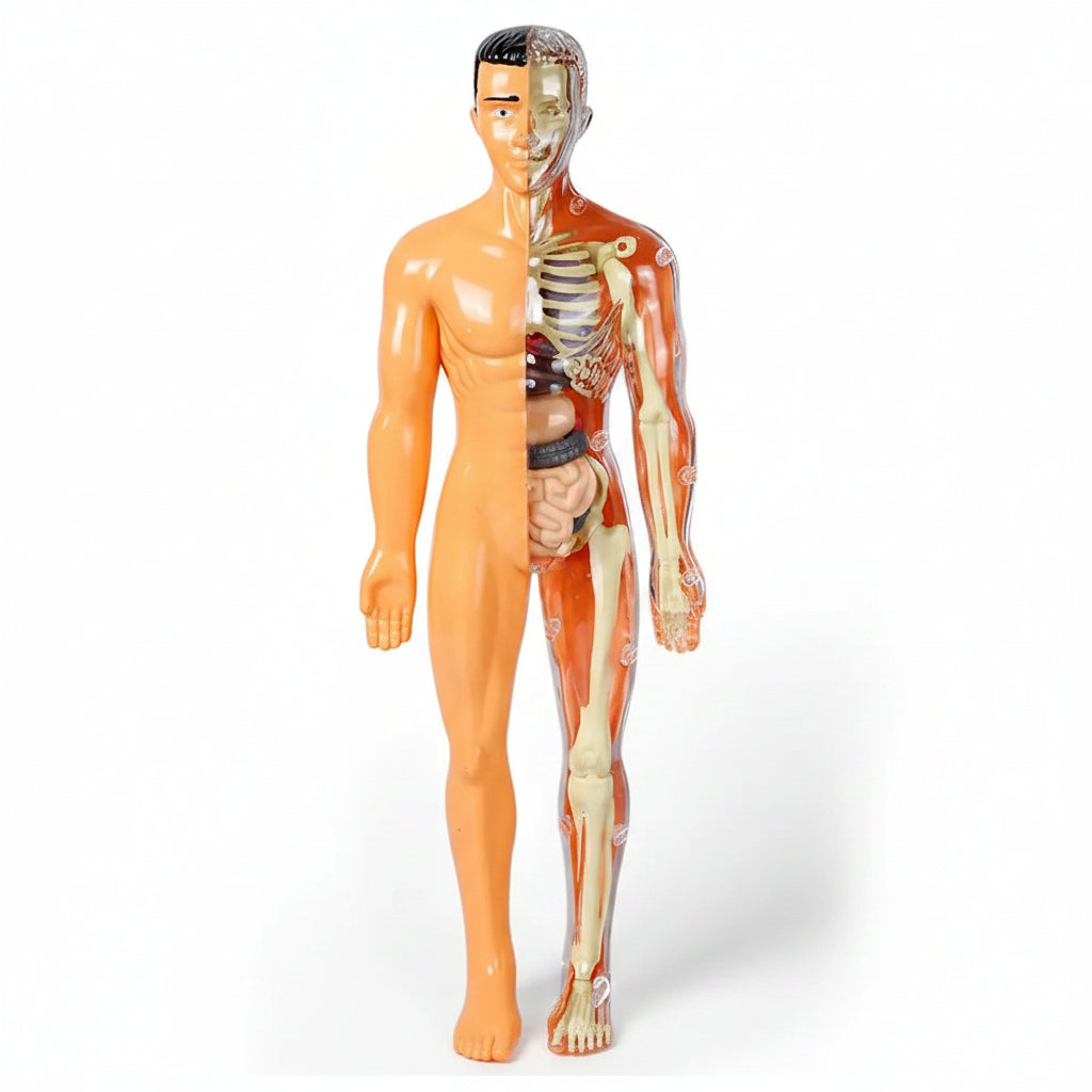 Anatomical model of a human body with visible internal organs and skeleton, showing detailed features.