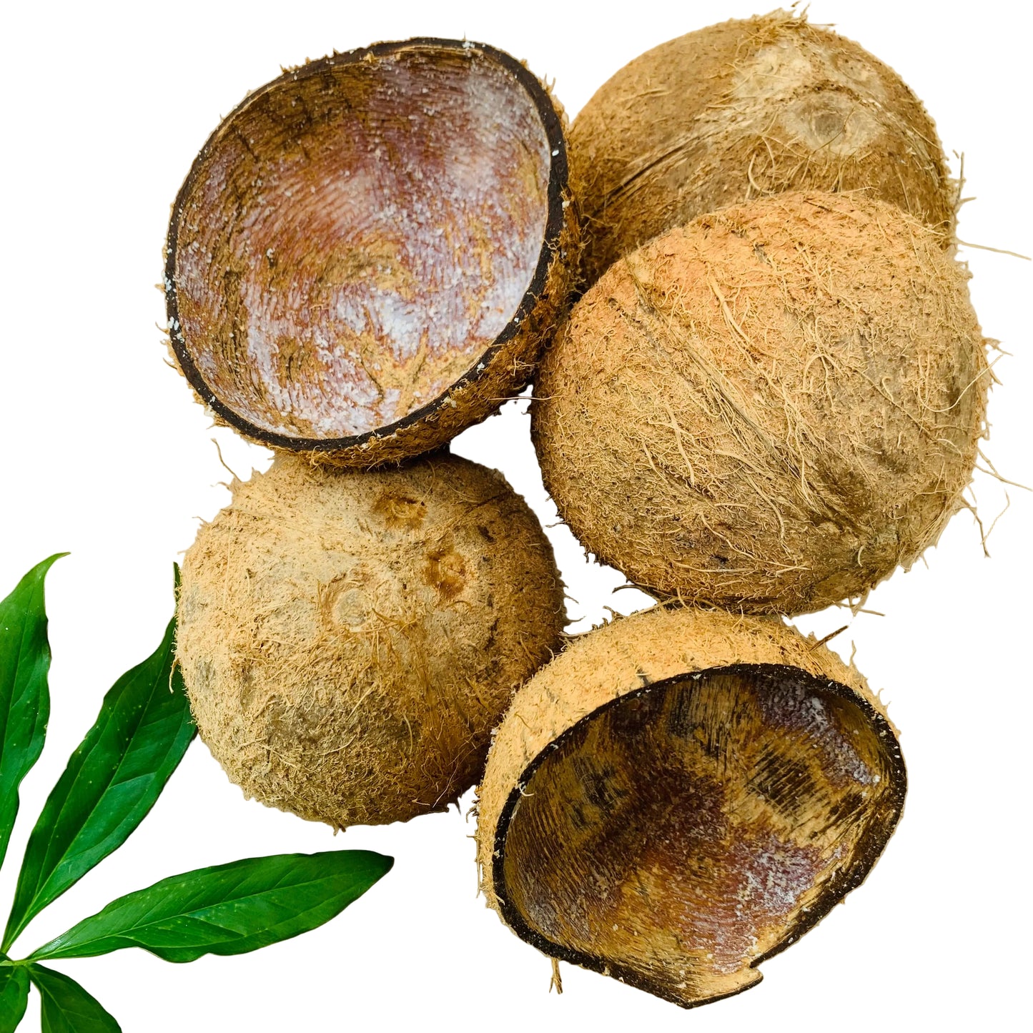 100% Natural Eco Ice Cream Serving Bowl