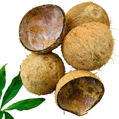 100% Natural Eco Ice Cream Serving Bowl