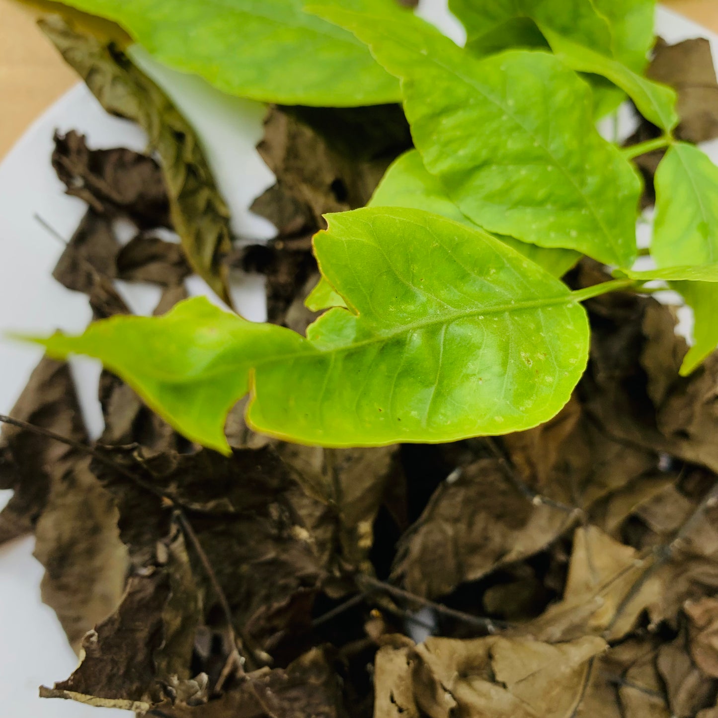 Organic Bael Bengal Quince Leaves, Dry Beal Leaves of Aegle Marmelos