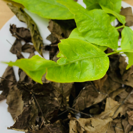 Organic Bael Bengal Quince Leaves, Dry Beal Leaves of Aegle Marmelos