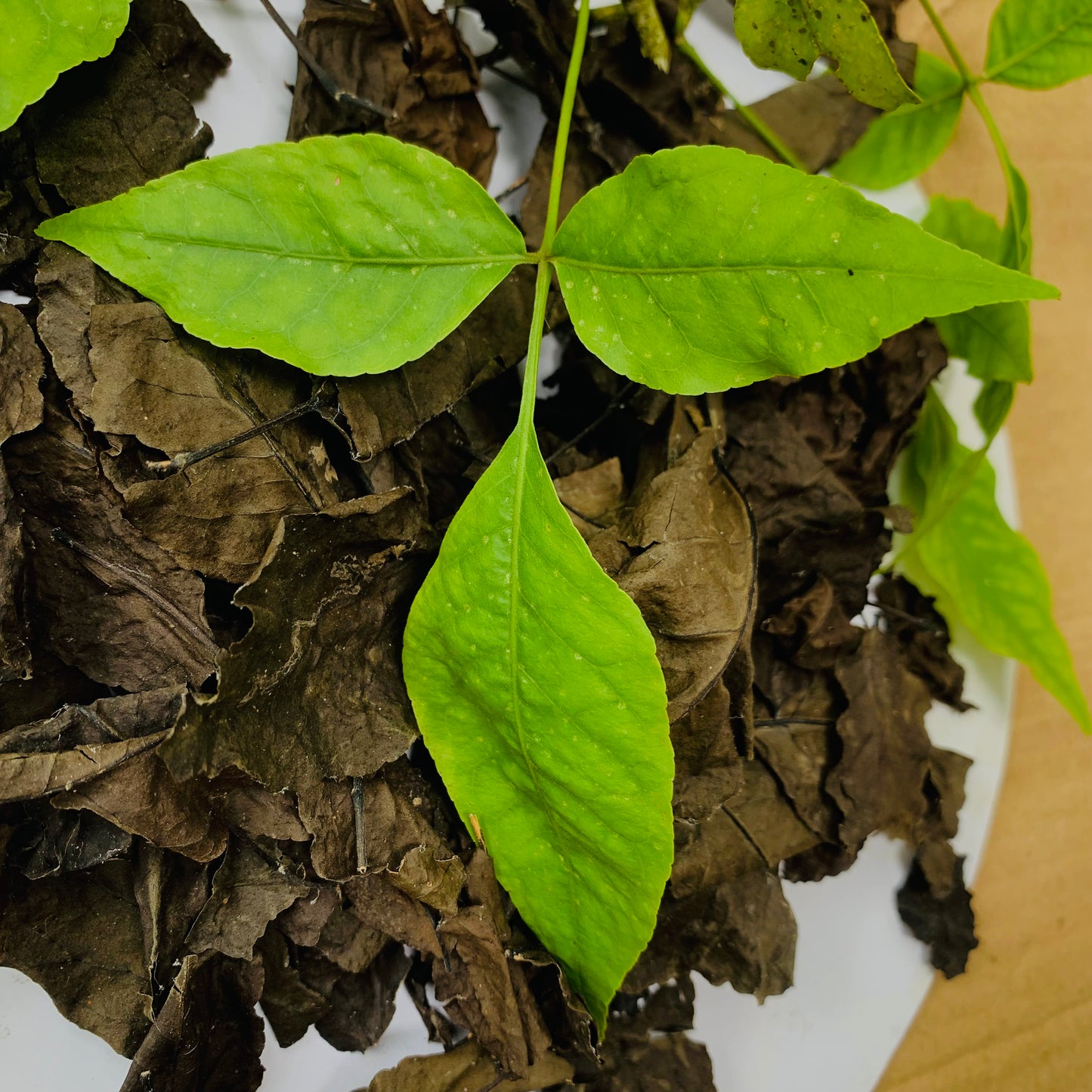 Organic Bael Bengal Quince Leaves, Dry Beal Leaves of Aegle Marmelos