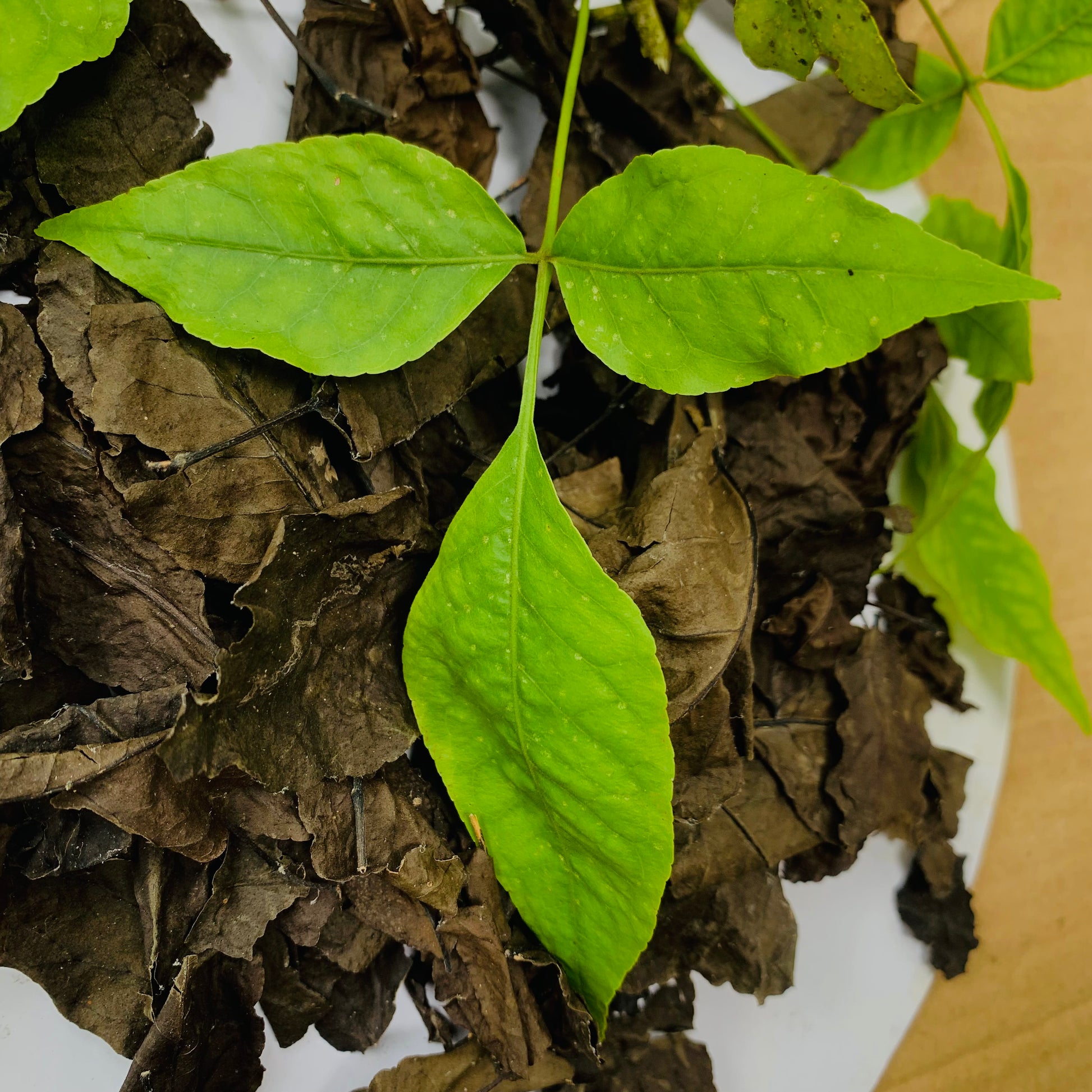 Organic Bael Bengal Quince Leaves, Dry Beal Leaves of Aegle Marmelos
