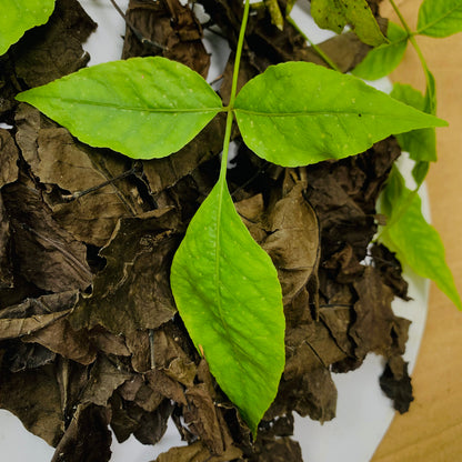 Organic Bael Bengal Quince Leaves, Dry Beal Leaves of Aegle Marmelos