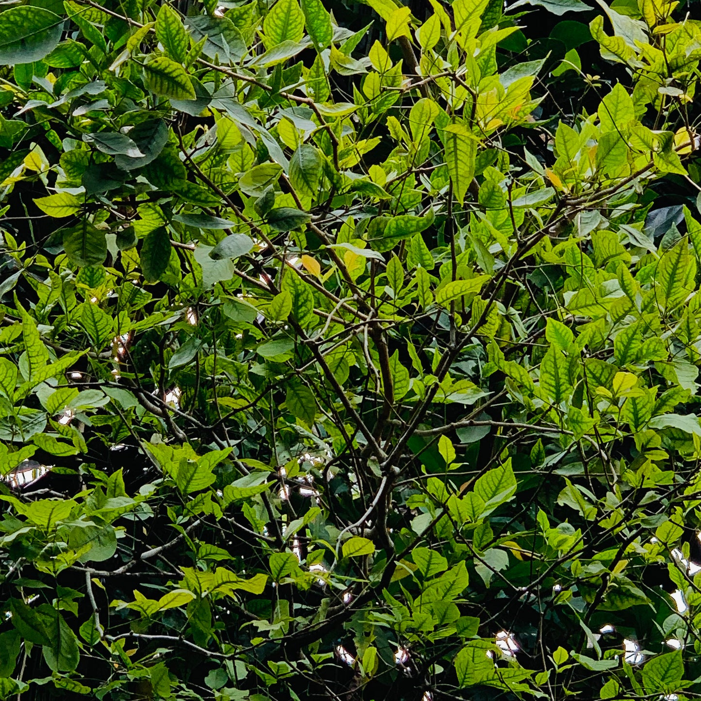 Organic Bael Bengal Quince Leaves, Dry Beal Leaves of Aegle Marmelos