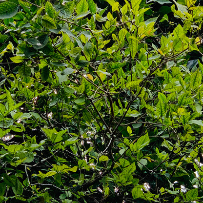 Homemade Dry Bael Leaves for Herbal Tea