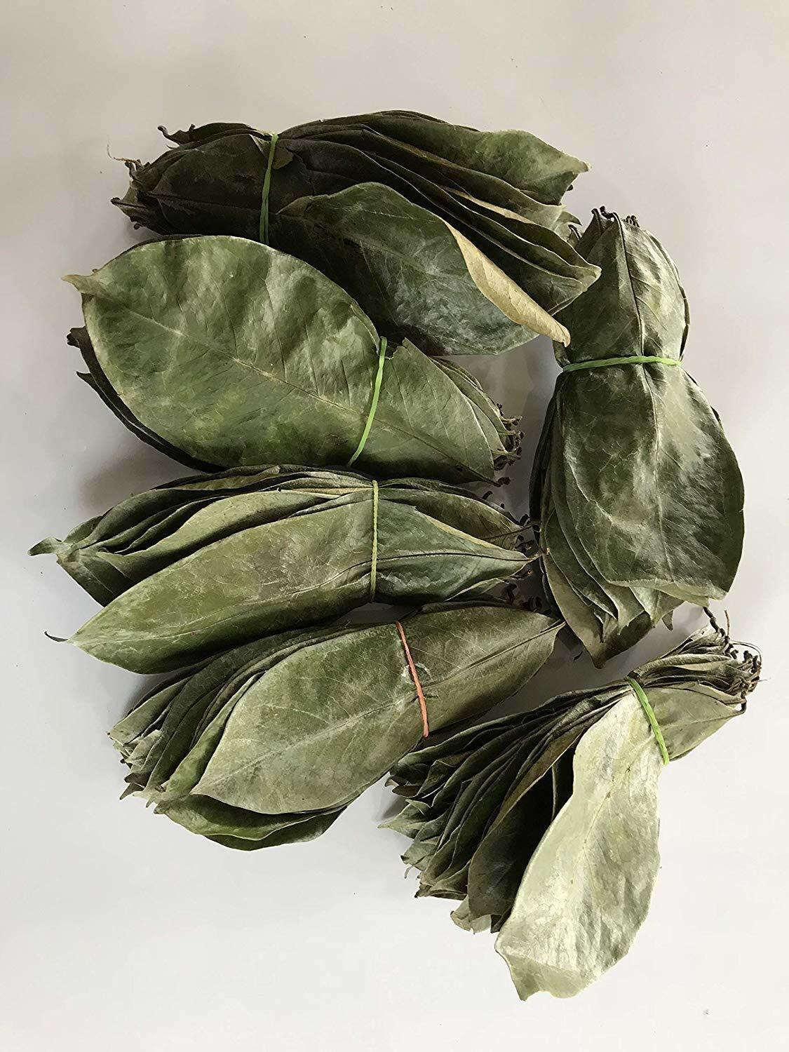 50 Dried Graviola Leaf (Soursop) Annona Muricata Premium Quality